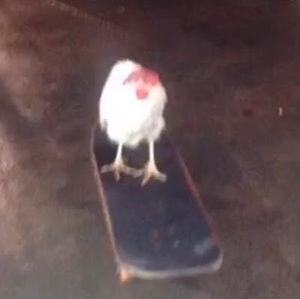 Meet your Posher, Cassidy